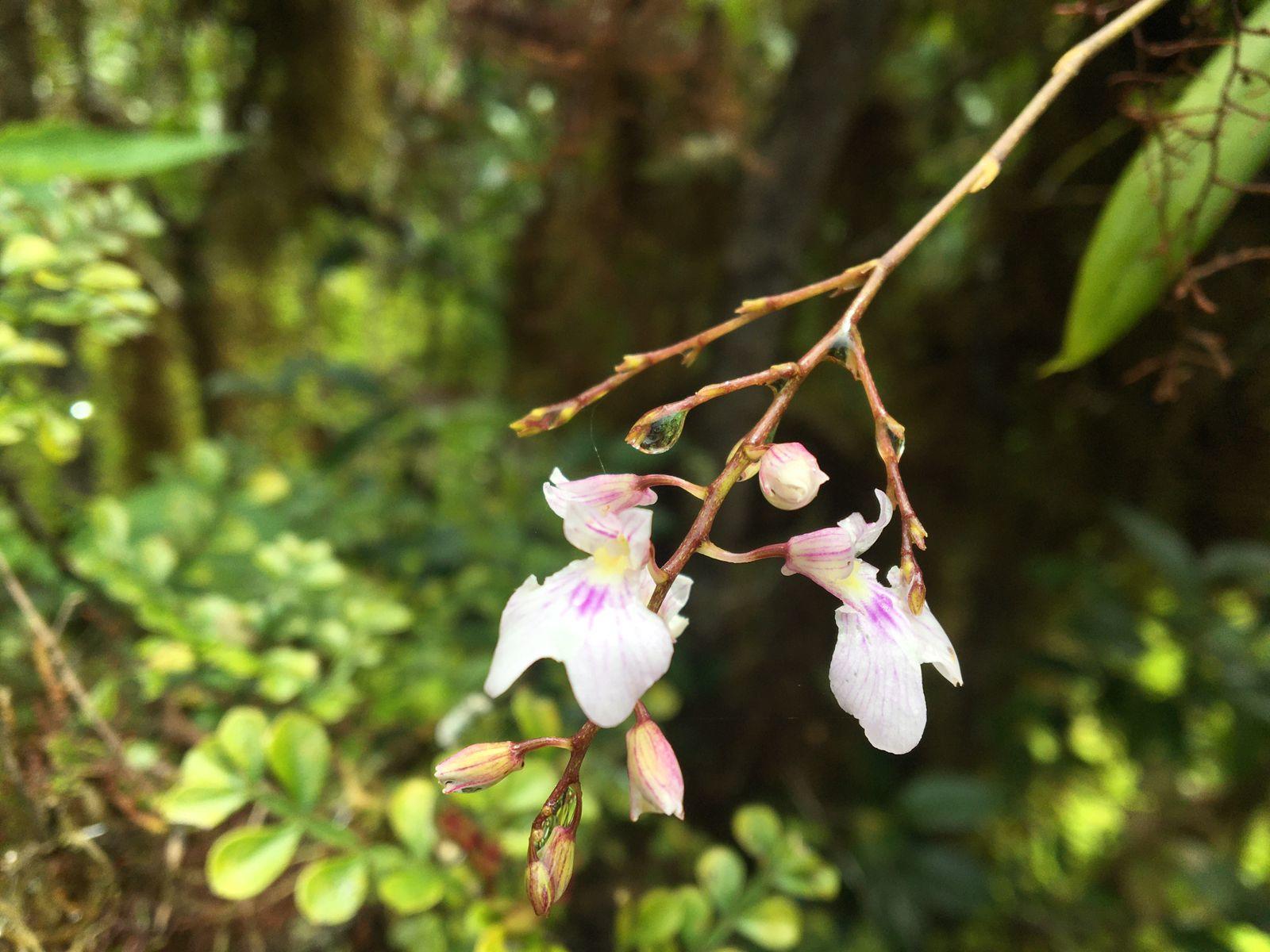 Flowers of Ionopsis utricularioides Photo: Justine Villalba-Alemán.